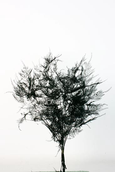 Bunch Asparagus 10pcs Pres.Slv L40