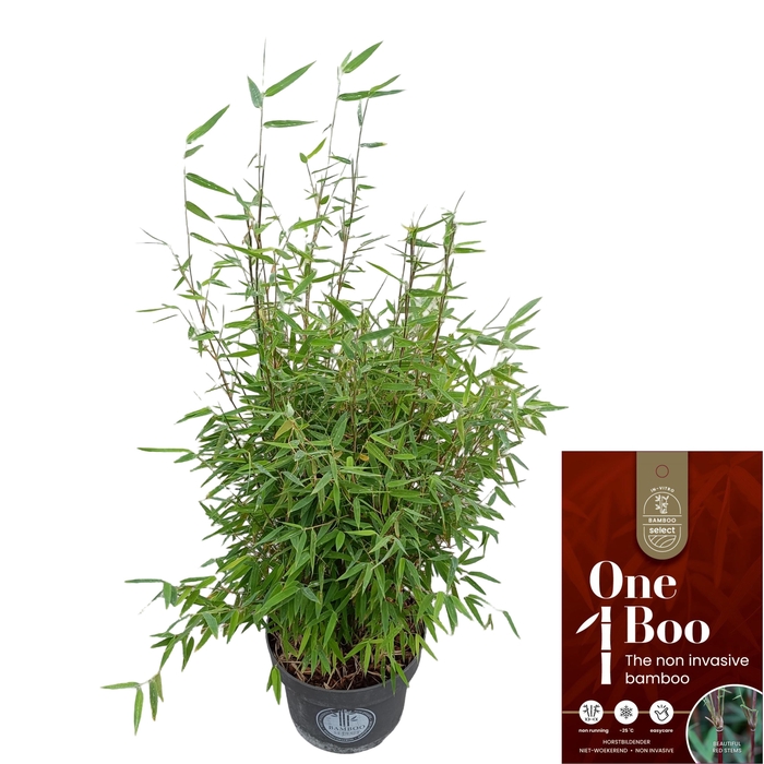 <h4>Fargesia 'Red Dragon' C5</h4>