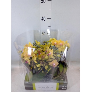 Phalaenopsis multi.   ...yellow