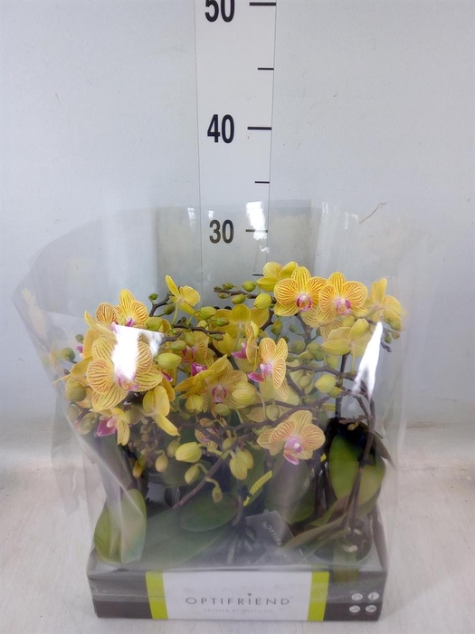 <h4>Phalaenopsis multi.   ...yellow</h4>