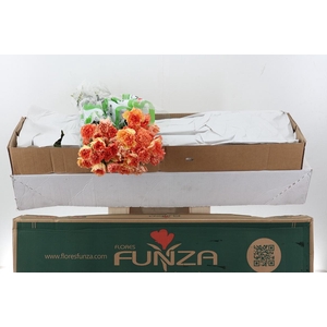 Di St Rainbow Orange Box