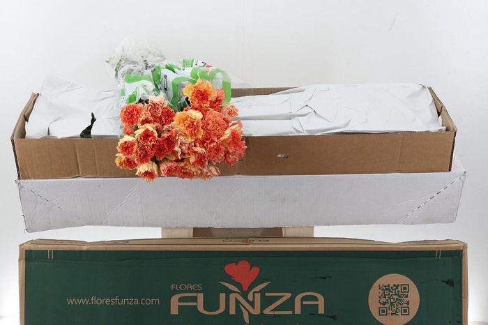 <h4>Di St Rainbow Orange Box</h4>