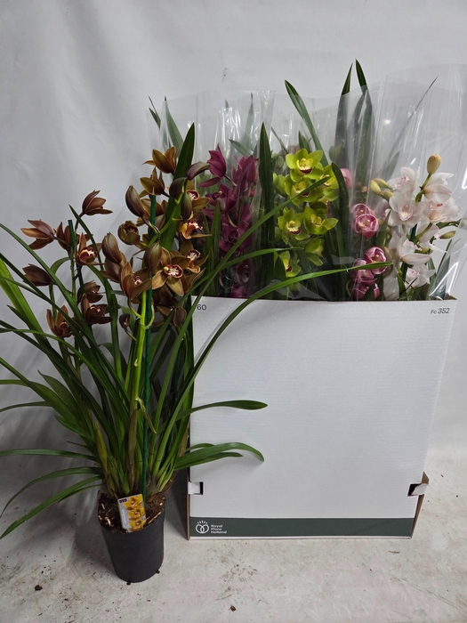 <h4>CYMB GEMENGD</h4>