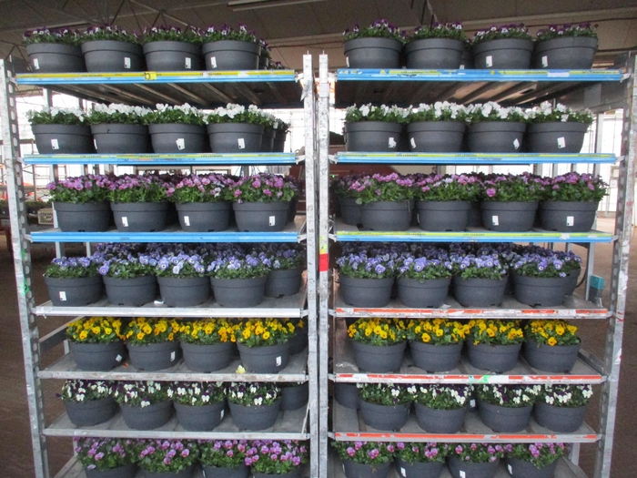 <h4>VIO CO MIXK</h4>