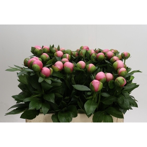 Paeonia (Herb. Hybrid Grp) 'Etched Salmon'