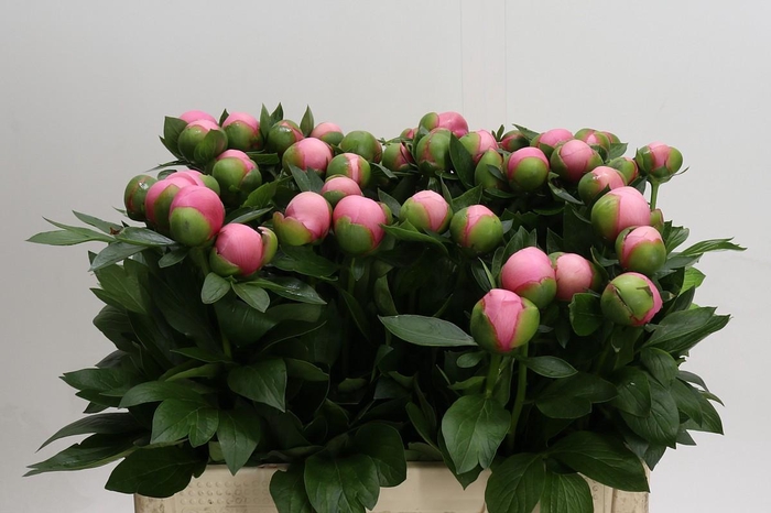 Paeonia (Herb. Hybrid Grp) 'Etched Salmon'