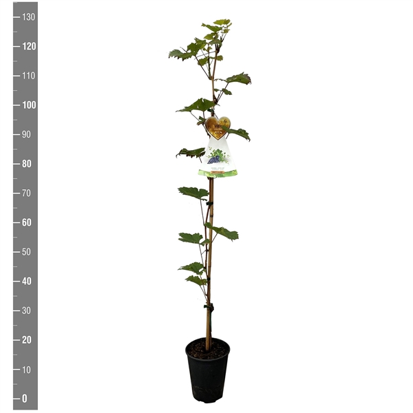 <h4>Vitis vinifera 'Nero' (druif blauw)</h4>