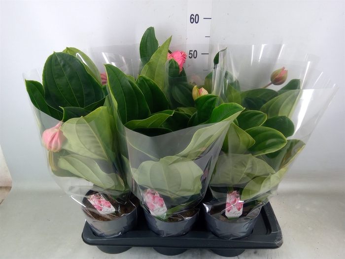 <h4>Medinilla magn. 'Flamenco'</h4>