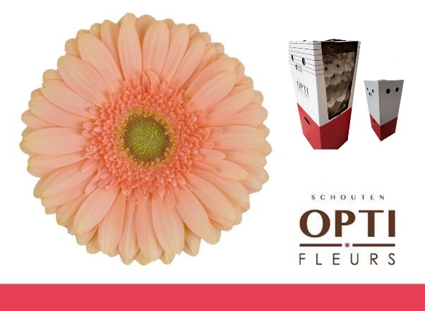 <h4>Gerbera Pre-Extase Aquabox</h4>