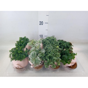 Arr.   Kamerplant Groen L%