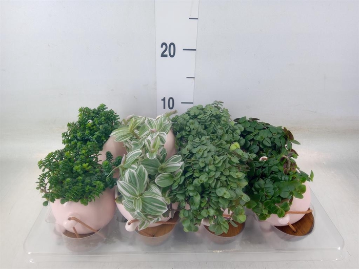 <h4>Arr.   Kamerplant Groen L%</h4>