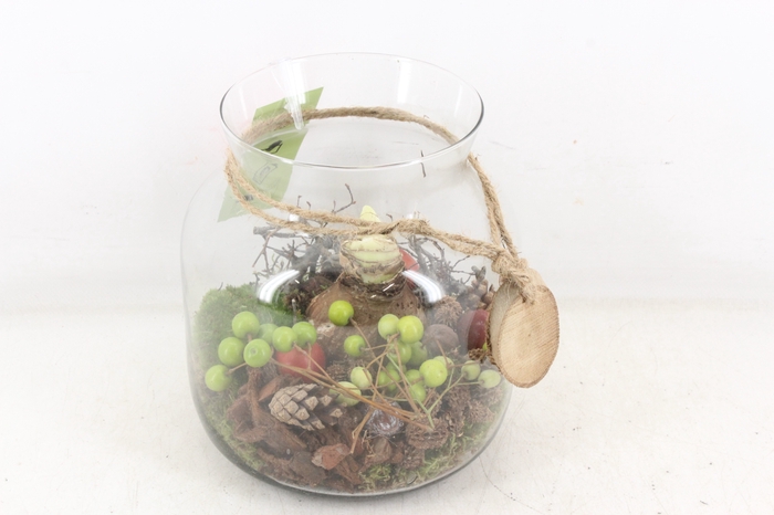 <h4>arr4 Amaryllis MB - Glas candy touw x5 RD</h4>