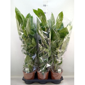 Schefflera actin. 'Amate'