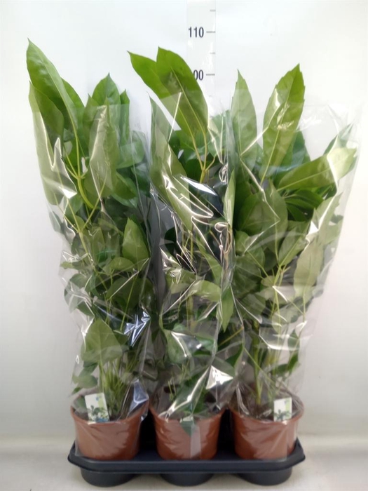 <h4>Schefflera actin. 'Amate'</h4>