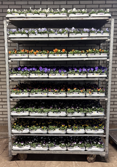 <h4>VIO CO MIXK</h4>