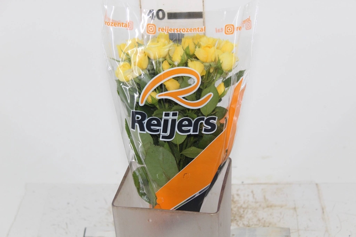 ROSA SPRAY YELLOW GARDEN 040 CM AMARELO