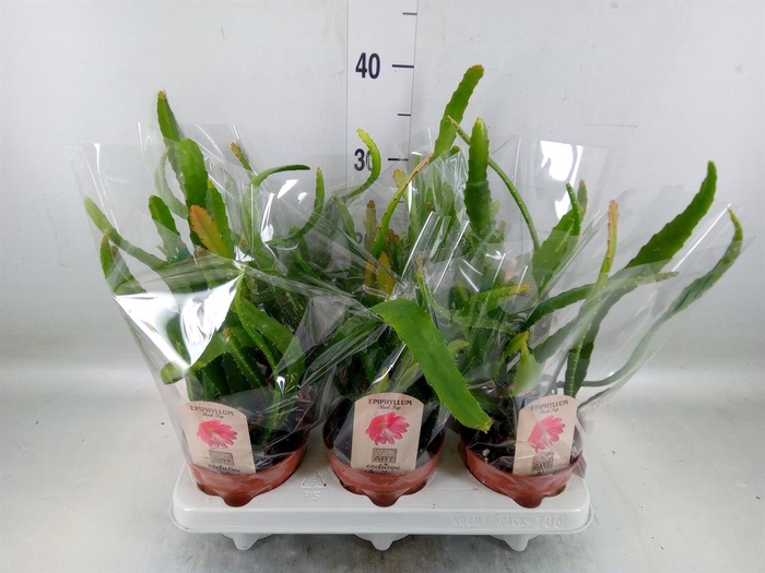 <h4>Epiphyllum   ...</h4>