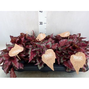 Begonia BD 'MagicColours Spitfire'
