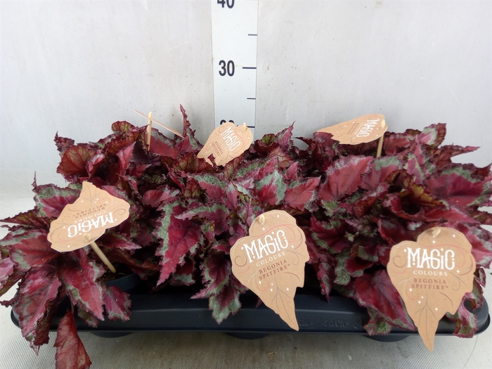 <h4>Begonia BD 'MagicColours Spitfire'</h4>