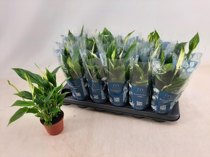 <h4>SPATH CHOPIN</h4>