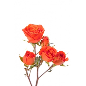 ROSA SPRAY BABE 050 CM