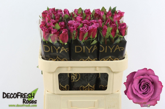 <h4>ROSA GR 'VIOLET HILL'</h4>