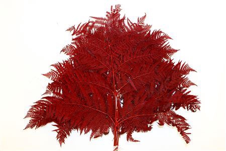 <h4>Pres Bracken Fern 5pcs Red Brown Bag</h4>