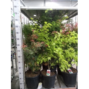 Acer palmatum