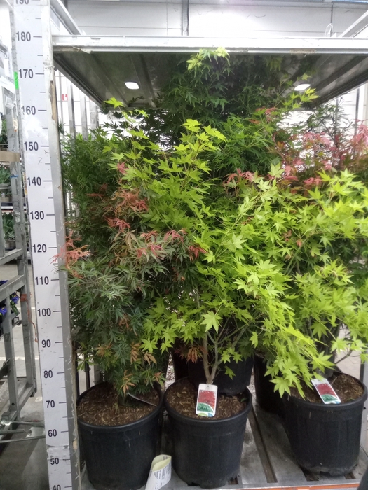 <h4>Acer palmatum</h4>