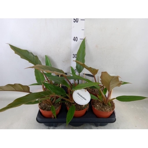 Philodendron bipinn.