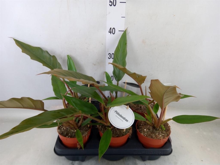 <h4>Philodendron bipinn.</h4>