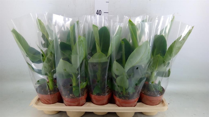 <h4>Musa  'Tropicana'</h4>