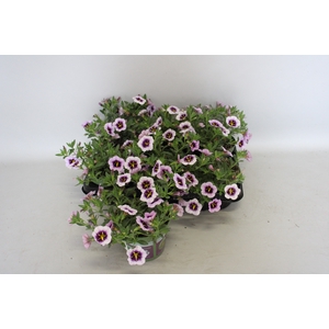Calibrachoa Blueberry spark