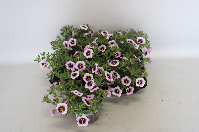 <h4>Calibrachoa Blueberry spark</h4>