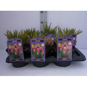 Liatris spicata