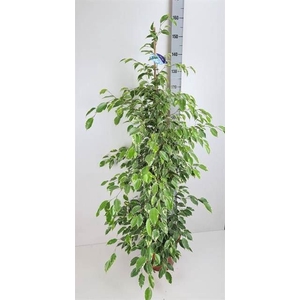 Ficus benja. 'Golden King'