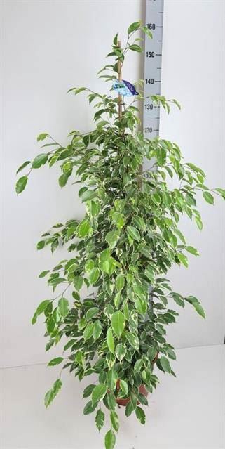 <h4>Ficus benja. 'Golden King'</h4>