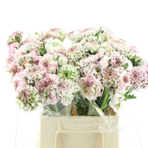 Ran Ponpon Fantastico White Pink Extra