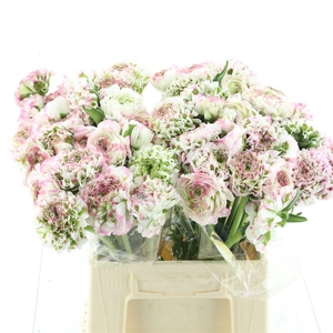 Ran Ponpon Fantastico White Pink Extra