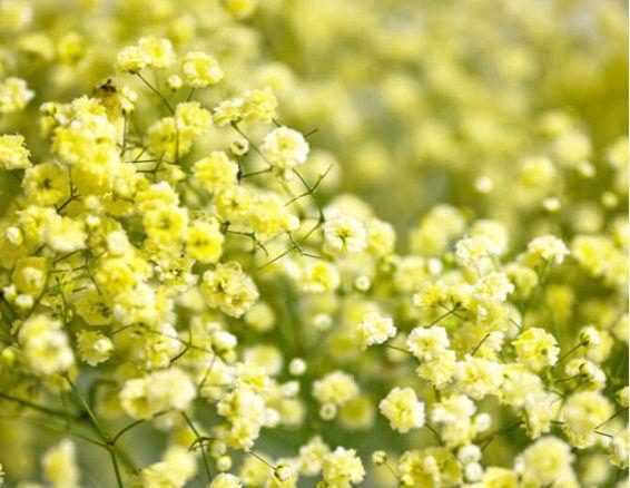 <h4>GYPS TINTED YELLOW</h4>