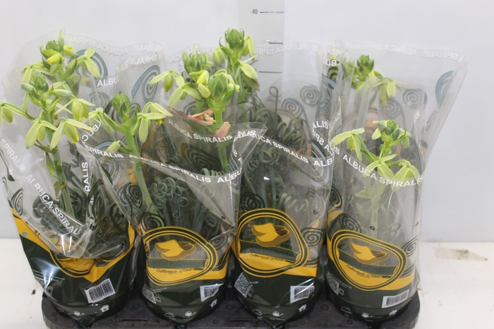 <h4>ALBUCA SPIRALIS P14 COM FLOR</h4>