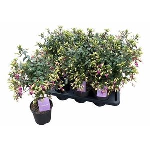 FUCHSIA MINIROSE