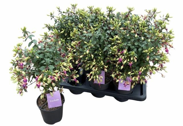 <h4>FUCHSIA MINIROSE</h4>