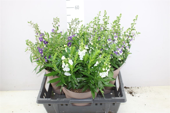 <h4>Angelonia Mix In Pot</h4>