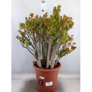 Crassula ovata 'Minor'