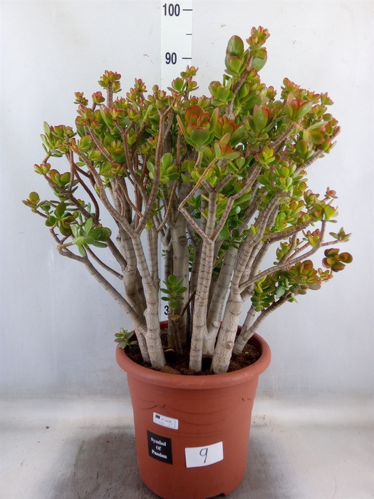 <h4>Crassula ovata 'Minor'</h4>