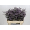Limonium ov Piuma Sky