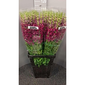 Antir Antibes Purple