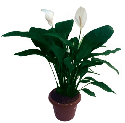 <h4>SPATHIPHYLLUM DOMINO P19 COM FLOR</h4>
