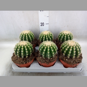 Echinocactus grusonii forma interme